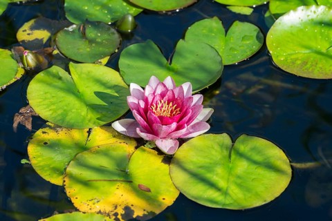 Pink water lily (Nymphaea) Baden-Württemberg, Germany, Europe