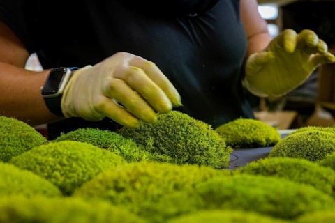 Moss Moss Manufacture