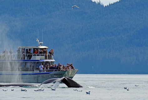 Orca dives into the depths directly in front of tourist boat, Whale watching, Inside Passage,