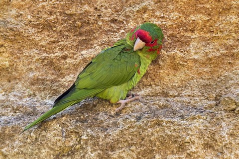 Mitred parakeet, mitred conure (Psittacara mitratus) on rock ledge in cliff face, native to South