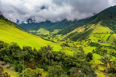 Wax palms largest palms in the world, Cocora valley, Unesco site coffee cultural landscape,