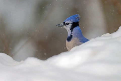 Blue Jay (Cyanocitta cristata), head turned to one side, in snow, light snowfall, Ontario, Canada,