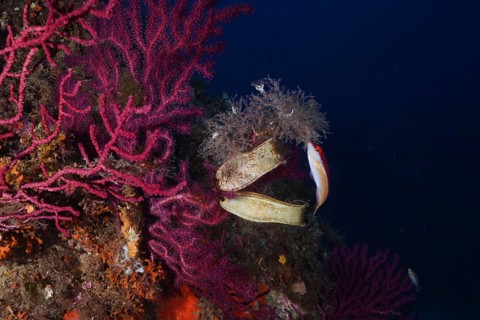 Violescent sea-whip (Paramuricea clavata) with 2 egg capsules of spotted catshark (Scyliorhinus