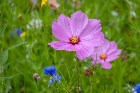 Mexican aster (Cosmos bipinnatus) in a flower meadow, Münsterland, Germany, Europe
