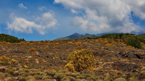 Overgrown lava field, yellow bushes, cloudy blue HÄtna, volcano, Eastern Sicily, Sicily, Italy,