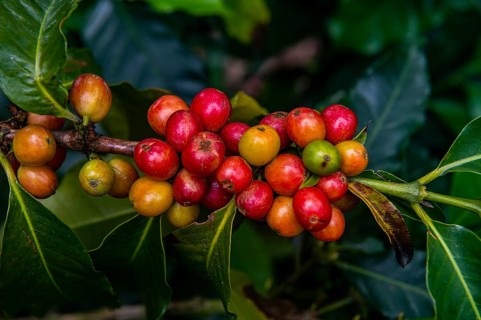 Coffee bushes and beans, Coffee farm Hacienda Venecia, Zona Cafetera, Colombia, South America