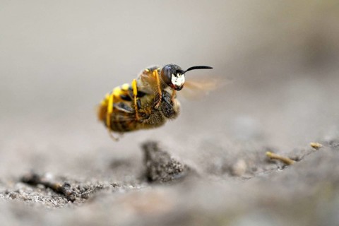 European beewolf (Philanthus triangulum), in flight, with captured bee, Bottrop, Ruhr area, North