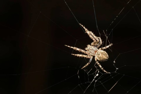 Bridge spider (Larinioides sclopetarius) or bridge spider, in web, Federsee, Bad Buchau,