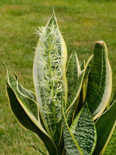 Close-up of bow hemp (Sansevieria) with flower, pot plant