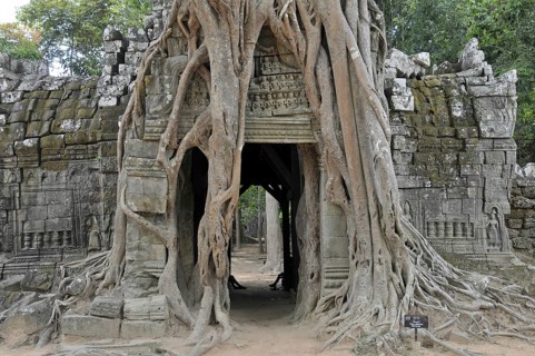 Strangler fig, Ficus altissima, Ta Som, Angkor, Cambodia, Asia