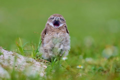 Burrowing Owl (Speotyto cunicularia), young bird in meadow yawns near nesting cave, Pembroke Pines,