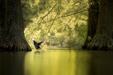 Young coot (Fulica atra) stretching its wings backwards while preening, backlight, framed by trunks