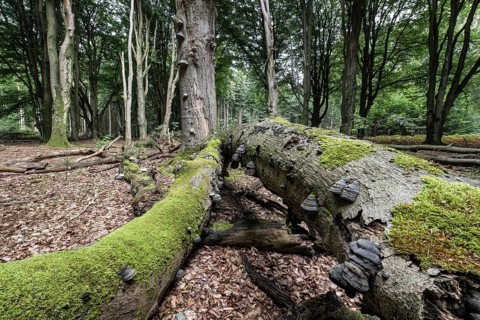 Deadwood with tinder fungus (Fomes fomentarius) in beech forest (Fagus sylvatica), Emsland, Lower