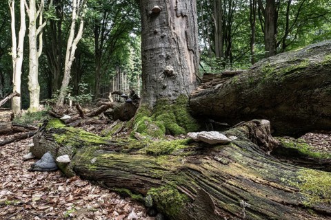 Deadwood with tinder fungus (Fomes fomentarius) in beech forest (Fagus sylvatica), Emsland, Lower