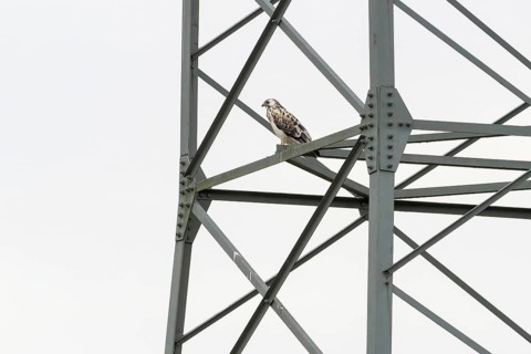 A steppe buzzard (Buteo buteo) perched on a metal structure (electricity pylon), against a bright