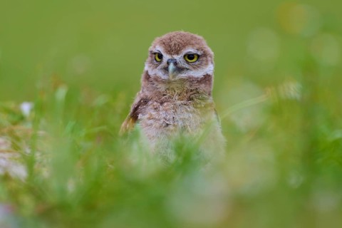 Burrowing Owl (Speotyto cunicularia), young bird in meadow, Pembroke Pines, Florida, USA, North