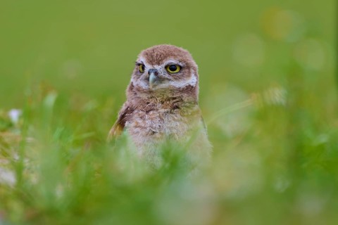 Burrowing Owl (Speotyto cunicularia), young bird in meadow, Pembroke Pines, Florida, USA, North