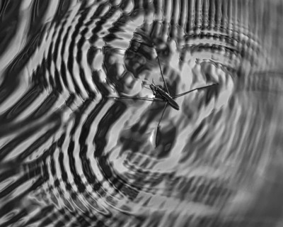 Water strider (Gerridae) makes geometric shapes and waves in the water surface with its legs, black