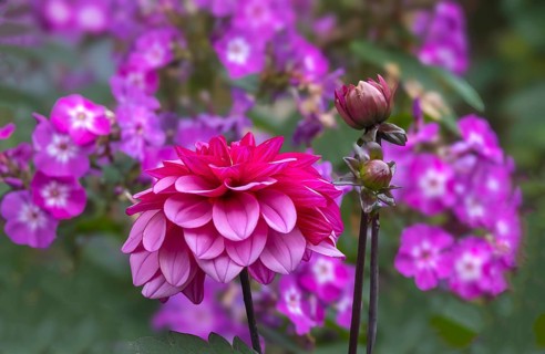 Dahlias (Dahlia), North Rhine-Westphalia, Germany, Europe