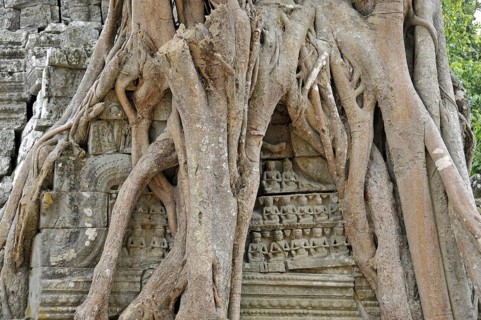 Strangler fig, Ficus altissima, Ta Som, Angkor, Cambodia, Asia