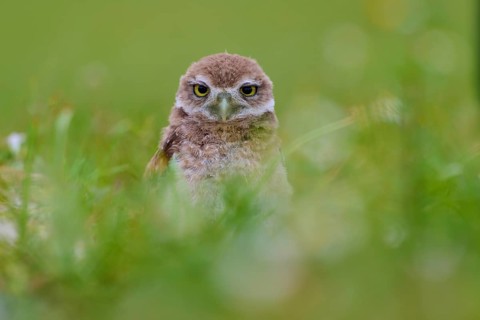 Burrowing Owl (Speotyto cunicularia), young bird in meadow, Pembroke Pines, Florida, USA, North