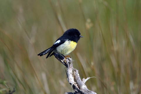 New Zealand tomtit, or Miromiro, Petroica macrocephela