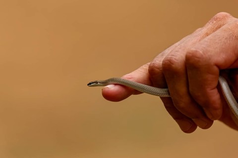 Tiny Spirit ground snake crawls over the index finger and hand of a man against ocher background,