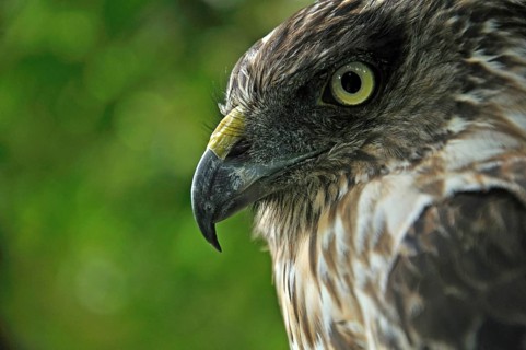 Portrait of Australasian Harrier Hawk, Circus approximans, New Zealand, Oceania