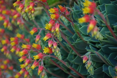 Ice plant flowers on side of patio planter