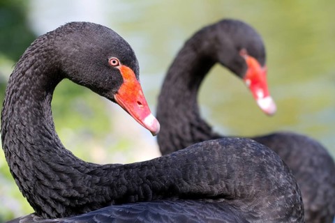 Two Black Swans (lat. Cygnus atratus)