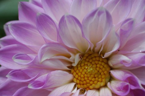 Closeup of mauve dahlia