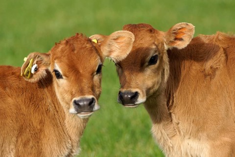 Cute Jersey calves, Westland, New Zealand, Oceania