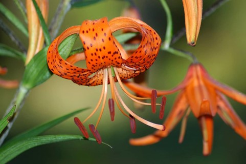 Orange tiger lily in garden setting