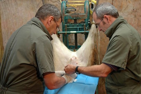 GREYMOUTH, NEW ZEALAND, CIRCA 2006: Vets implant an embryo into a surrogate hind during an embryo