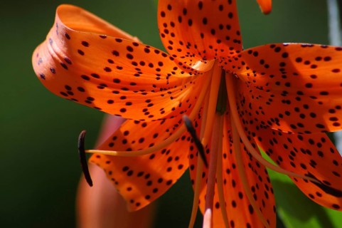 Closeup of orange tiger lily