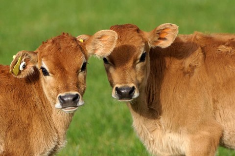 Cute Jersey calves, Westland, New Zealand, Oceania