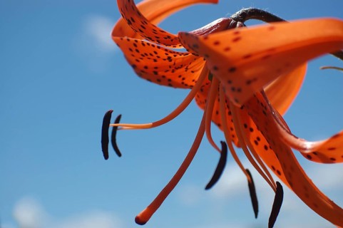 Orange tiger lily side-on with blue sky background
