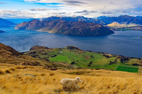 View of Lake Wanaka with a sheep on hill, South Island, New Zealand, Oceania