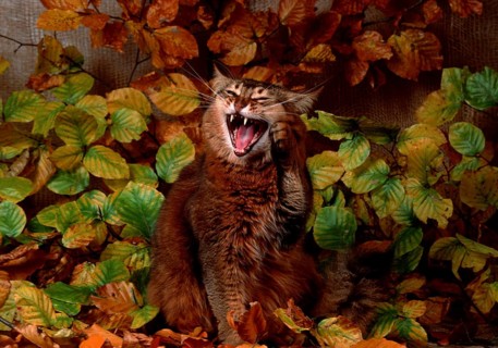 Somali cat, wild coloured, 3 years old