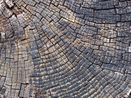Old cracked timber surface with tree rings and lines in a geometric concentric pattern