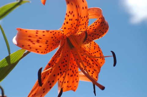 Orange tiger lily backlit on blue sky background