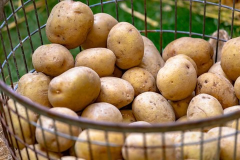Market stall with unpeeled potatoes in a metal basket