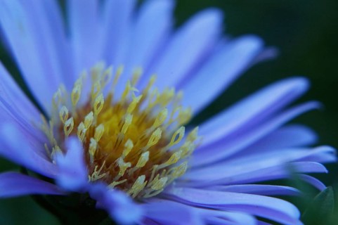 Closeup of dimorphotheca flower