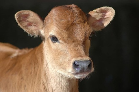 Portrait of Jersey calf