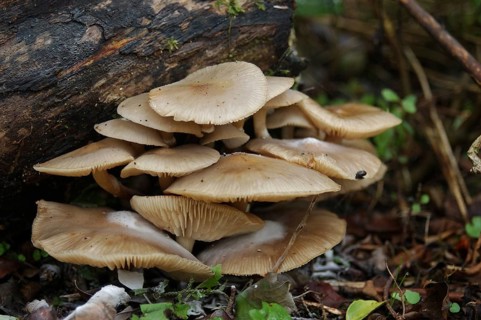 Group of pale brown toadstools, Flammulina velutipes, growing on a rotten log, West Coast, South
