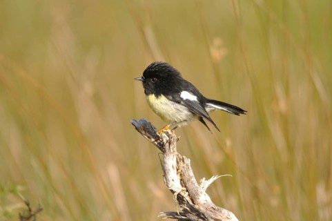 New Zealand tomtit, or Miromiro, Petroica macrocephela