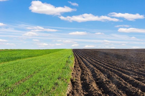 Plowed and sown fields under blue sky and white clouds