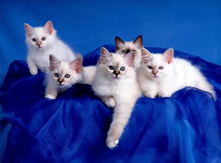 Birman cat, kitten, seal, seal-tabby, 12 weeks old