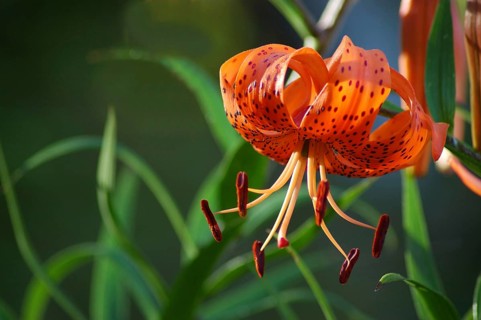 Orange tiger lily in garden setting