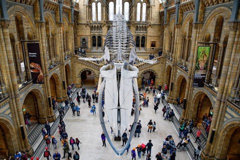 The interior of Natural History Museum with whale skeleton, London, United Kingdom, Europe